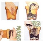 rinvaso con nuova terra da vaso